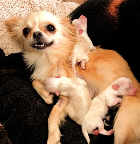 Impeccable chihuahuas. Things To Know About Impeccable chihuahuas. 
